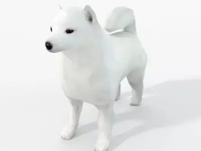 Samoyed White Low-poly 3D model