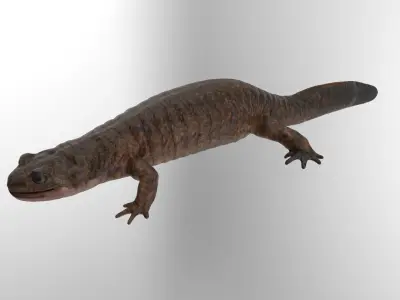 Tsushima Salamander 3D model