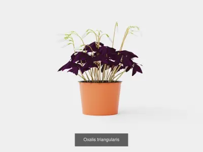 Collection of Houseplants - 11 Models