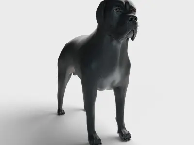 Cane Corso Dog 3D model