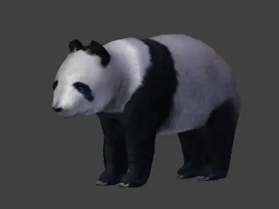 Panda Bear 3D model buy