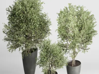 Set of trees and bushes in pots - Outdoor plants set 184 Low-poly 3D model