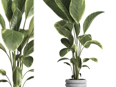 indoor plant 033 3D model