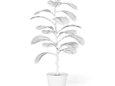 Fig Plant 3D Model in Brown Pot 3D model