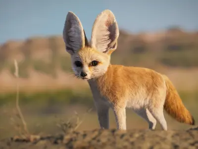 Fennec  UE Character Asset 3D model