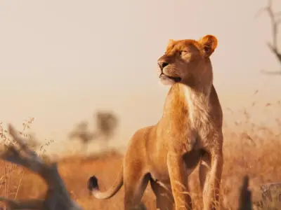 Female Lion Animated VFX Grace   3D model