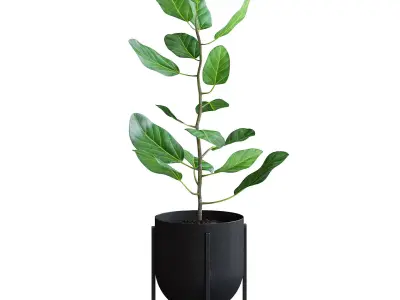 Ficus Plant 3D model