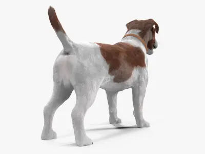 Jack Russell Low-poly 3D model