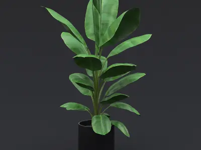 Cavendish Banana Plant I 3D model