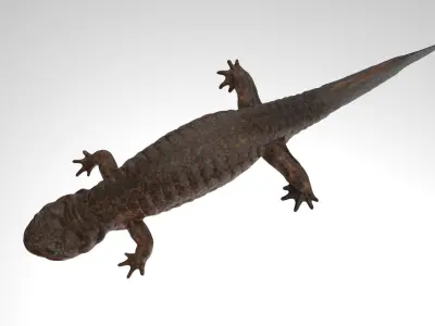 Tsushima Salamander 3D model