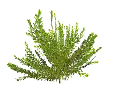 Willow Tree  Game-Ready Low-poly 3D model