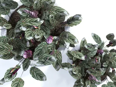 Calathea ornata 3D model