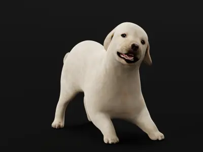 Retriever Puppy Dog 3D model
