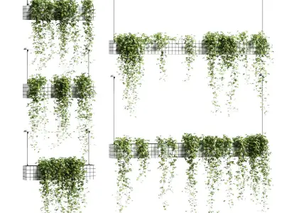 Ivy in hanging flower pots - 5 models 3D model