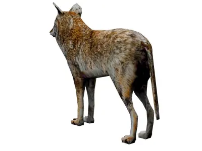 Coyote low poly Low-poly 3D model