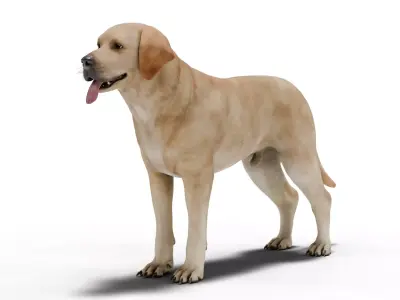 Labrador Retriever Low-poly 3D model