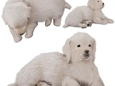Labrador puppy 3D model