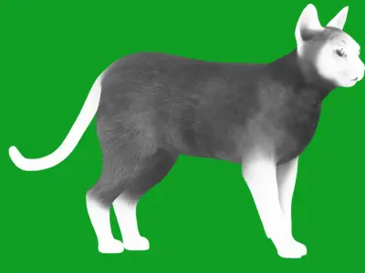 Tonkinese Cat Low-poly 3D model