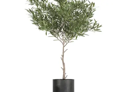 Decorative olive tree in a black flowerpots 734 3D model