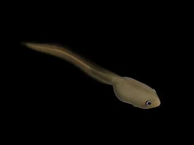 Frog Tadpole 3d model Low-poly 3D model
