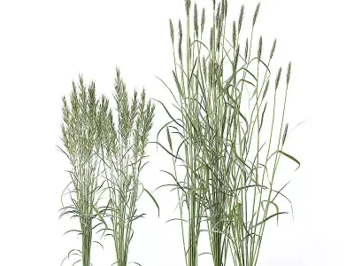 Meadow Plant Tall Grass 3D model