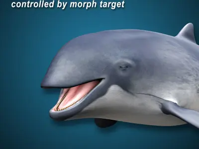 Harbour Porpoise 3D model