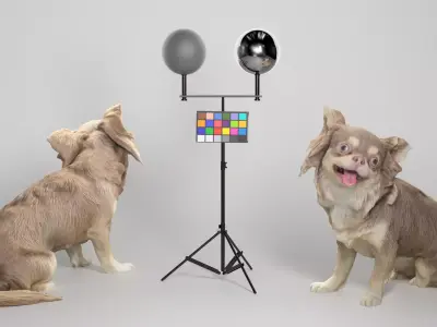 Chihuahua dog 20 Low-poly 3D model