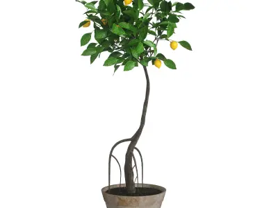 Indoor plant lemon 3D model