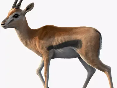 Gazelle Xgen 3D model