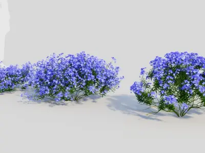 Lobelia erinus c 3D model
