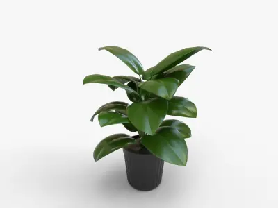 Peace Lily In Grower Pot Low-poly 3D model