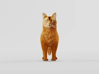Somali Cat Animal Low-poly 3D model