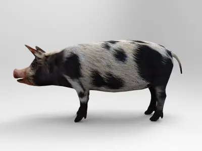 Black Wild Pig low poly 3D model Low-poly 3D model