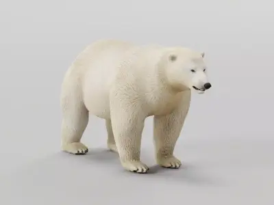 Polar Bear 3D model