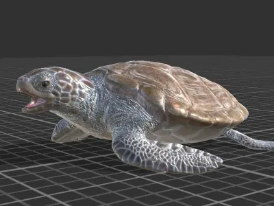 Green Turtle Low-poly 3D model purchase