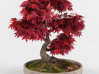 Bonsai Japanese Maple tree 3D model