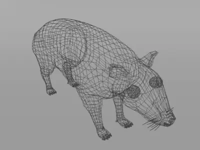 Mountain Paca - Guagua Low-poly 3D model