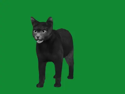 Korat Cat Low-poly 3D model