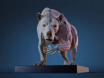 Digital Grizzly bear anatomy Atlas for Artists and creature FX Low-poly 3D model
