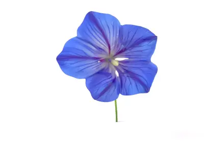 Blue Morning Glory model pack Low-poly 3D model
