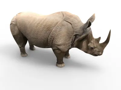 3D rhino rhinoceros Rigged realistic low poly  Low-poly 3D model