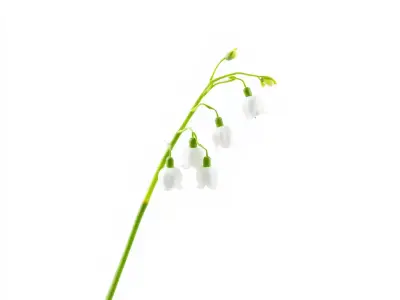 White Lily Flower model pack Low-poly 3D model