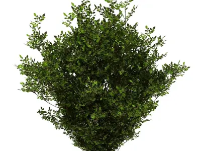 Decoration - Flowers 92 3D model