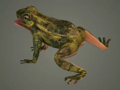nature animal amphibians frog tree frog 3D model