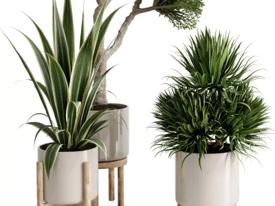 Tree Palm Dracaena in a vase ceramic - Indoor plant set 714 3D model