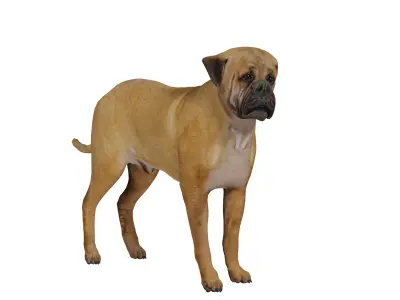 English Mastiff Dog Low-poly 3D model