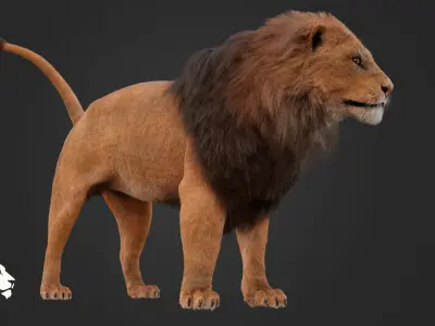 MALE LION 3D model