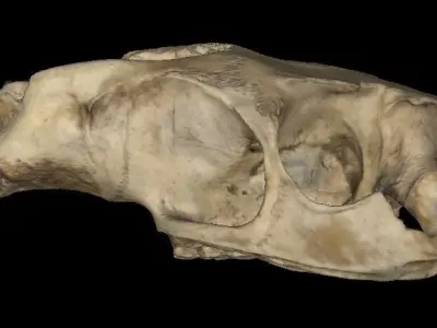 Coipo skull Southamerican otter 3D model