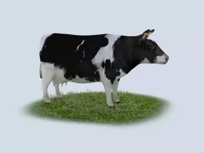 Dairy Cow holstein friesian black white cattle domesticated 3D model