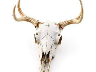 Realistic Aged Deer Skull with Antlers Low-poly 3D model